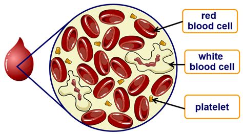 Blood Components - FORENSIC SCIENCE