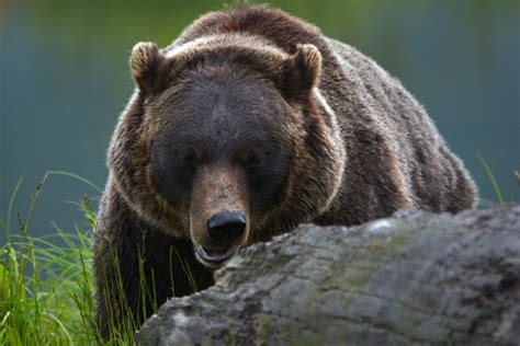 Anchorage Wildlife Conservation Center - Forget Someday