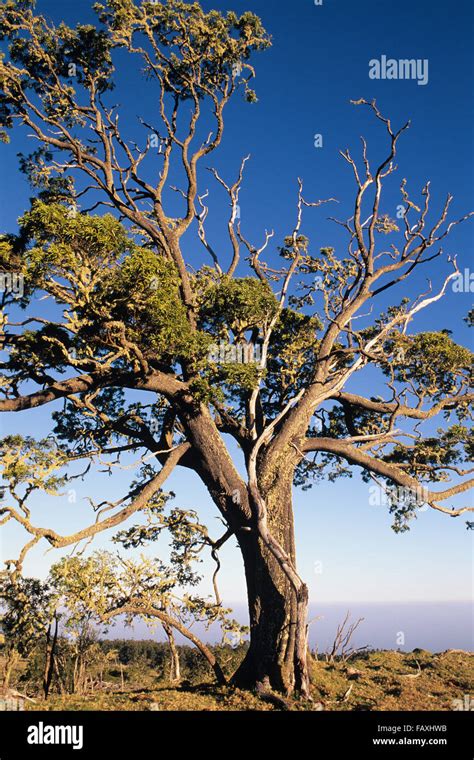 Big Island, Hawaii, Koa Tree, Mana Road, Mauna Kea, Acacia, Fabaceae, endemic tree Stock Photo ...