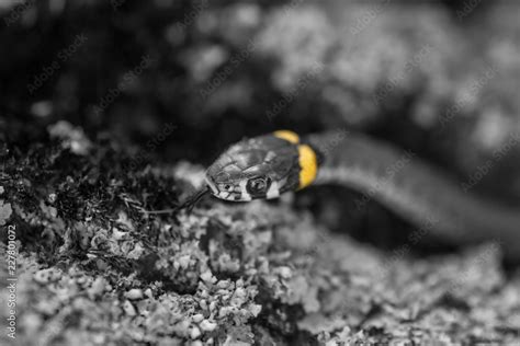The grass snake (Natrix natrix). Ringed snake or water snake. Young little snake. Snake with ...