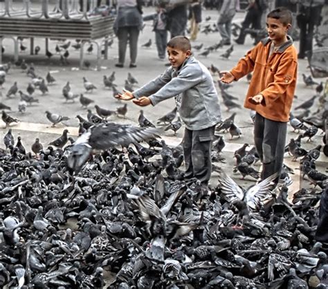 Feeding the Pigeons StMarks Venice Italy challenge: TX Photo Doc: Galleries: Digital Photography ...