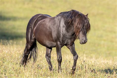 Sales list of Dartmoor Ponies - Ponies for sale on Dartmoor