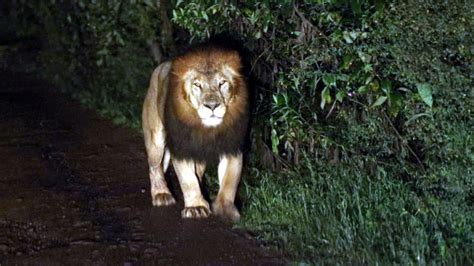 Researchers discover ancient giant 'lion' in Kenya - Daily Excelsior