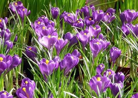 Purple Crocuses | Yes, spring is HERE | Nancy Chow | Flickr