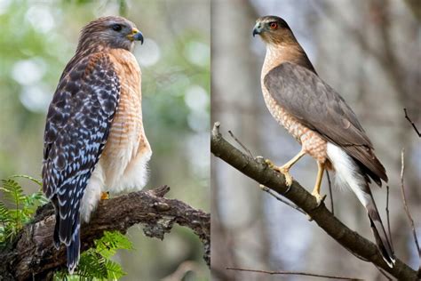 Red-Shouldered Hawk vs. Cooper’s Hawk: A Birdwatcher’s Guide