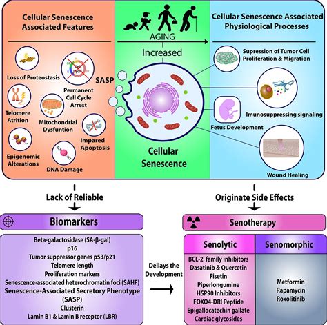 Cellular Senescence: From Mechanisms to Current Biomarkers and Senotherapies | Pharmacological ...