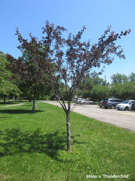 Eastern Canada Tree Species - Greening the Landscape