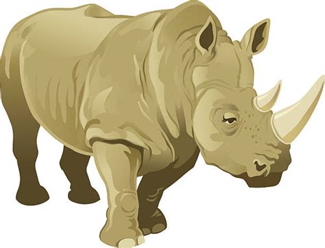 Rhinoceros Clip Art, Vector Images & Illustrations - iStock