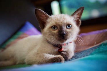 Tonkinese Cat Breed Characteristics | Cuteness