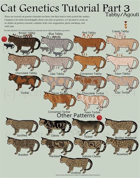 Cat Genetics Tutorial Part 3 (Tabby/Agouti) by Spotted-Tabby-Cat | Orange tabby cats, Tabby cat ...