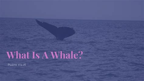 What Is A Whale? Psalms 104:26 - Psalm 104:26 - Bible Portal