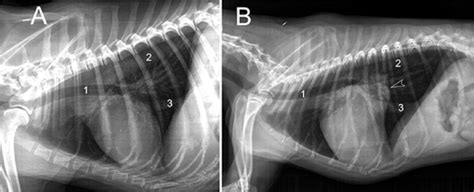 Dog Phantom For X-RAY/CT MRI Training True Phantom Solutions | lupon.gov.ph