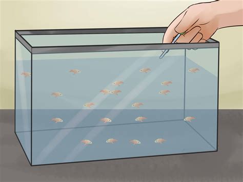 How to Breed Fish: 12 Steps (with Pictures) - wikiHow