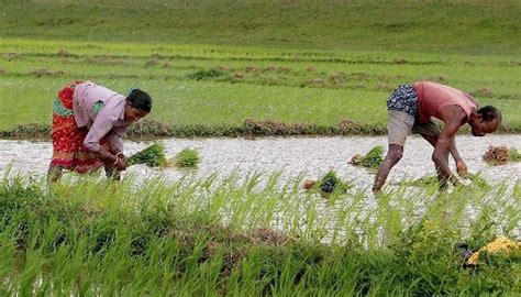 Kharif crops | Zee News