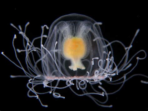 Microscopic world jellyfish | Jellyfish, Immortal, Animals