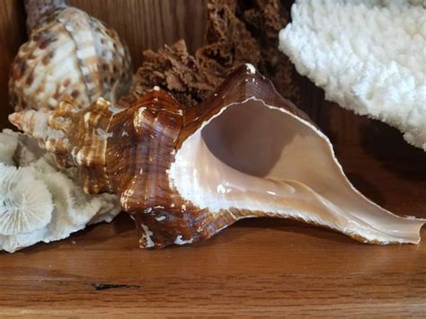 Large Horse Conch Shell Display Collectible Giant Organic | Etsy