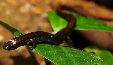 Plethodontidae Nasolabial Groove