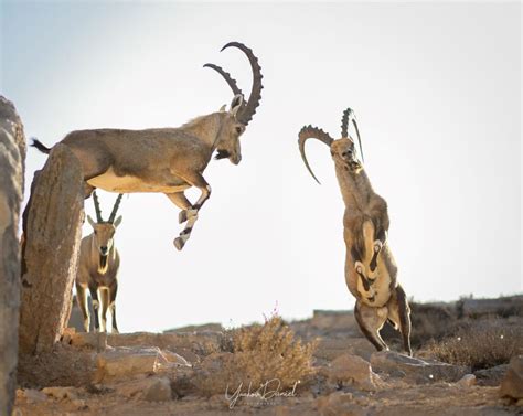 The Wildlife of the Friendly Negev Desert - Photo Travel