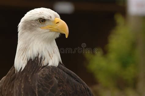 Bald Eagle Closeup stock photo. Image of natural, stern - 2234734