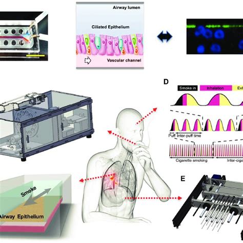 Smoking-lung-on-a-chip: A) From left to right: small airway-on-a-chip... | Download Scientific ...