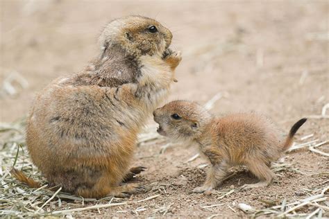 Prairie Dog Pups Pop Up at the Maryland Zoo Just in Time For Mother’s Day | The Maryland Zoo