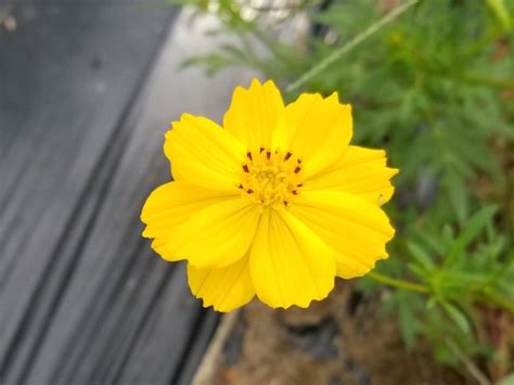 Yellow Cosmos Seeds (Certified Organic) | Garden Hoard – Certified Organic Heirloom Seeds ...