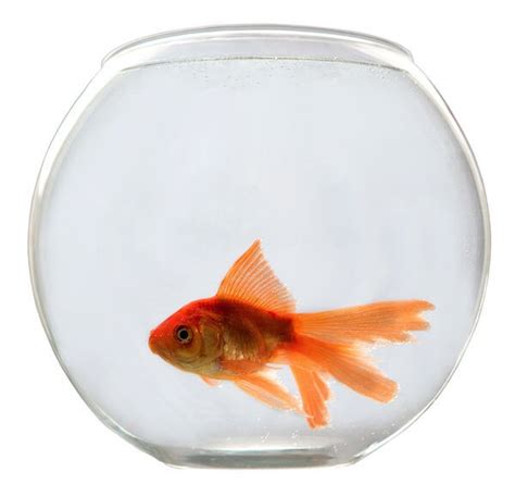 How to Take Care of a Goldfish Bowl - Basics for Begginers