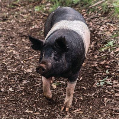 Mae Hill Farm - Hampshire Pigs