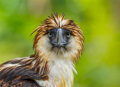 Download Stare Beak Bird Of Prey Eagle Animal Philippine Eagle HD Wallpaper