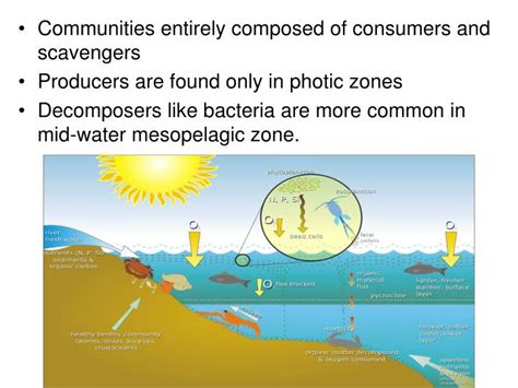 PPT - The Benthic Zone PowerPoint Presentation - ID:4528632