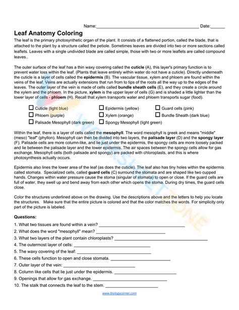 Anatomy of a leaf | Worksheet Zone