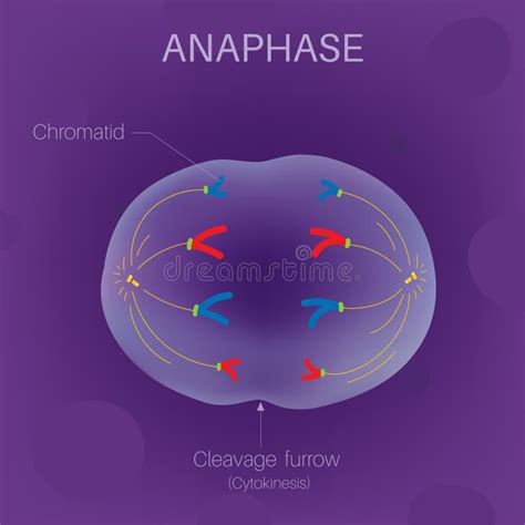 Illustration Diagram of Chloroplast on Plants. Stock Vector - Illustration of scheme, medical ...