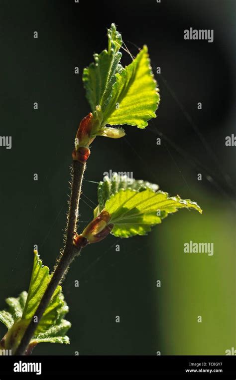 Close up of leaves of birch tree hi-res stock photography and images - Alamy