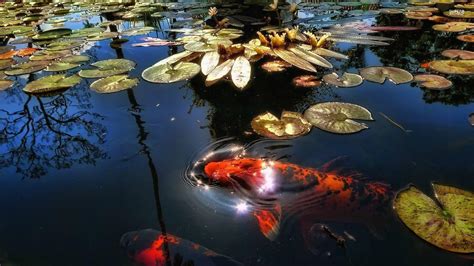 Koi Fish Pond Wallpaper Hd