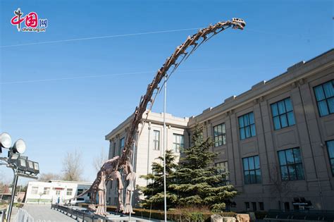 Huge dinosaur fossil on display in Beijing- China.org.cn