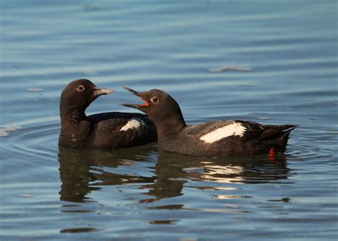 Pigeon Guillemot | Audubon Field Guide