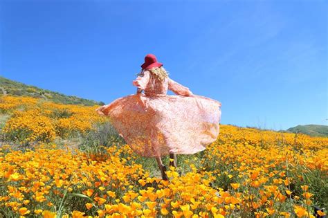 6 Best SUPER BLOOM Places to See the in California - My Life's A Movie