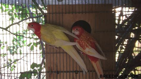 2018 breeding season parrot pair - YouTube