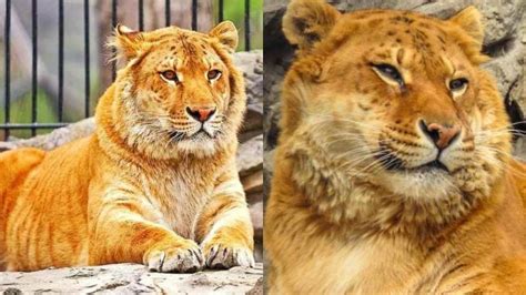 Impressive Hybrid Of a Lion And a Tiger! | What You Should Know About ...