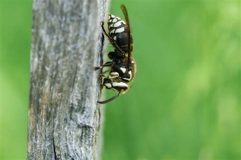 The Buzz About the Bald-faced Hornet Stinger - Innovative Pest Solutions