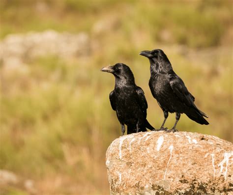 Seeing Two Crows: Spiritual Meaning and Symbolism Explained