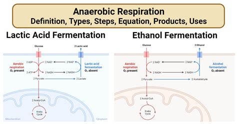 Anaerobic Respiration In Humans