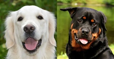 Golden Retriever vs. Rottweiler: 16 Differences To Help You Choose – Golden Hearts