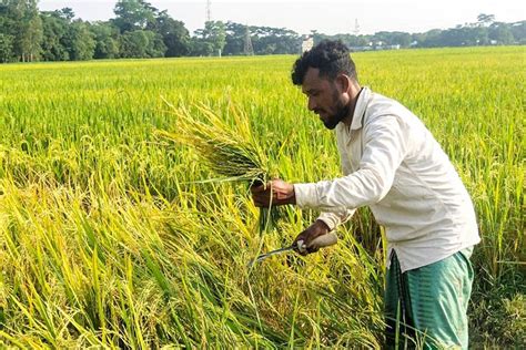 Early harvest of short-duration paddy varieties begins in Sylhet | The ...