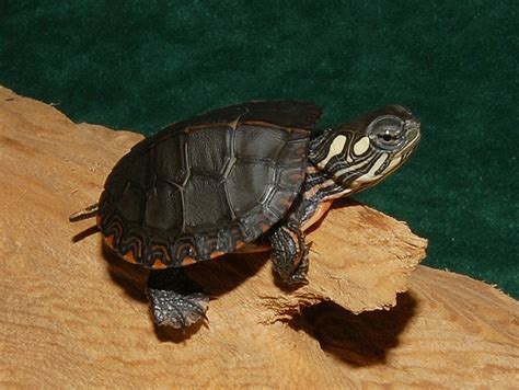 Midland Painted Turtles for sale | The Turtle Source