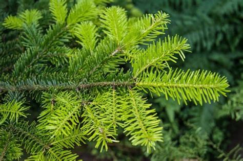 Hemlock Tree Needles Turning Yellow - Gardential.com