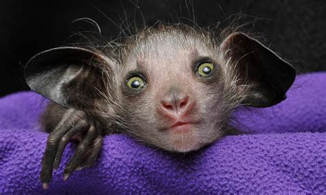 The Aye-Aye is an endangered lemur, being killed on sight due to ...