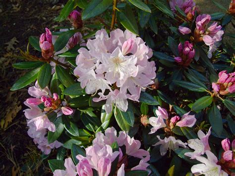 Rhododendron 'Redwood'. These plants have been propagated from one Ron ...