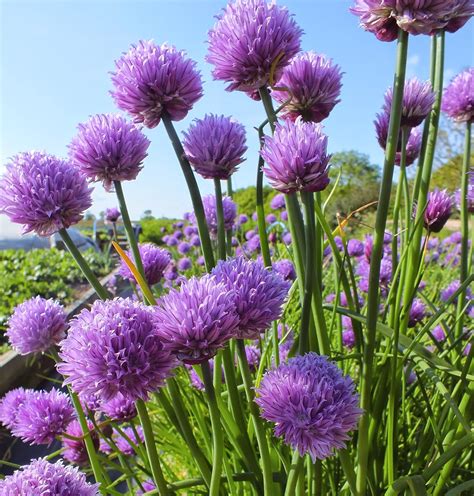 Edible flowers: Chive flower vinegar.