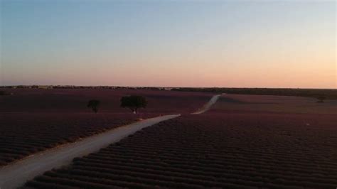 Lavender fields in Brihuega, Spain - Drone Photography